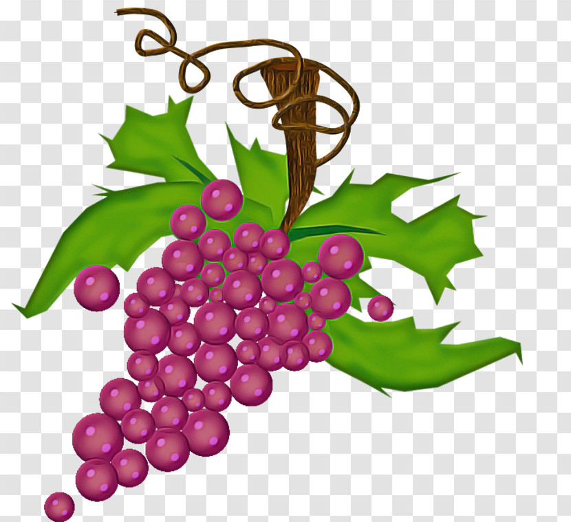 Grape Seedless Fruit Grapevine Family Grape Leaves Leaf Transparent PNG