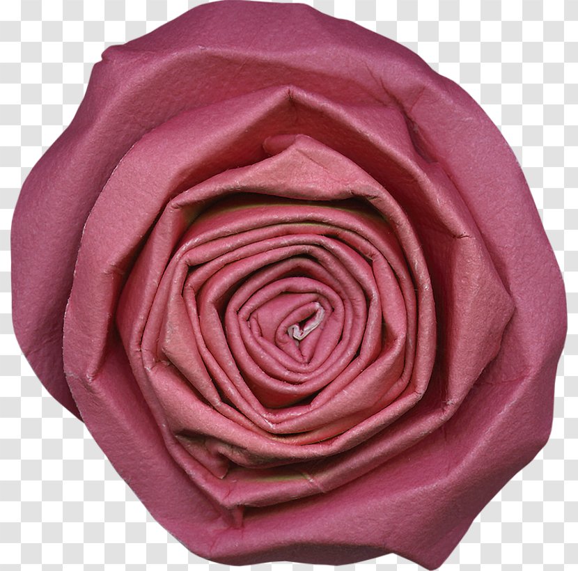 Garden Roses Cabbage Rose Cut Flowers Petal - Family Transparent PNG