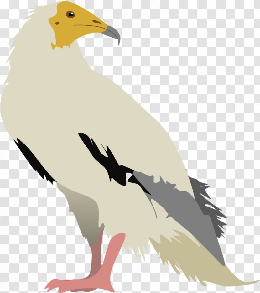 Bird Egyptian Vulture Turkey Clip Art - Seabird Transparent PNG
