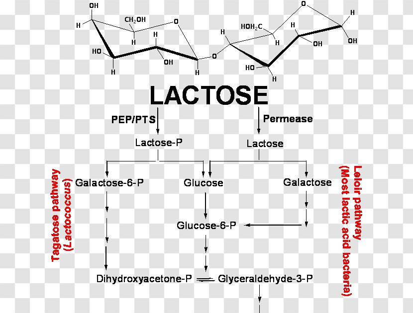 Lactic Acid Fermentation Galactose - Bacteria - Rectangle Transparent PNG
