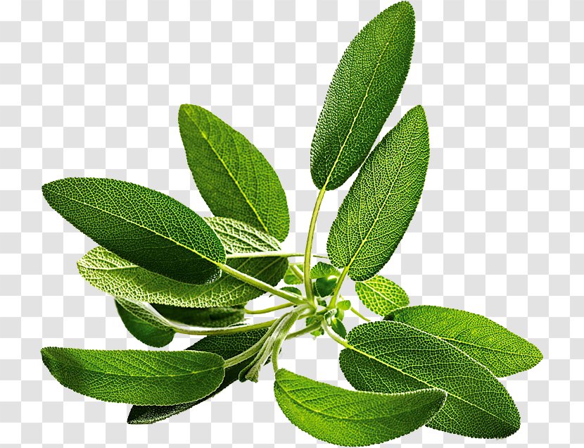 Common Sage Seed Salvia Farinacea Herb Perennial Plant - Roselle - Herbalism Transparent PNG