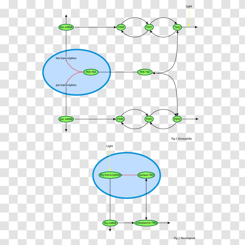 Leaf Point Angle - Diagram Transparent PNG