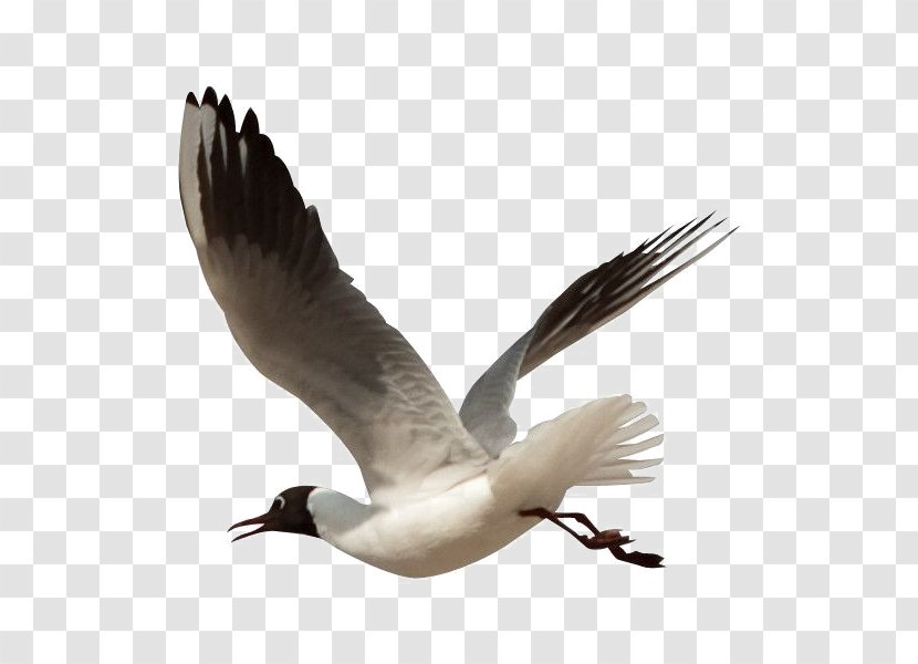 Gulls Bird - Charadriiformes Transparent PNG
