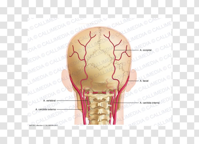 Bone Artery Posterior Triangle Of The Neck Head - Flower - Skull Transparent PNG
