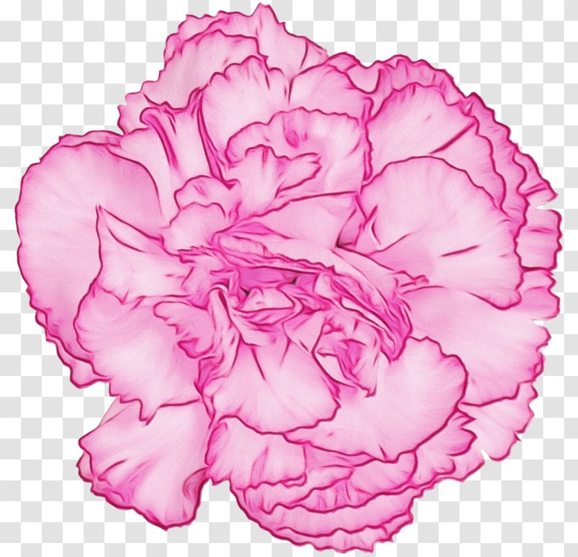 Rose - Paint - Chinese Peony Transparent PNG