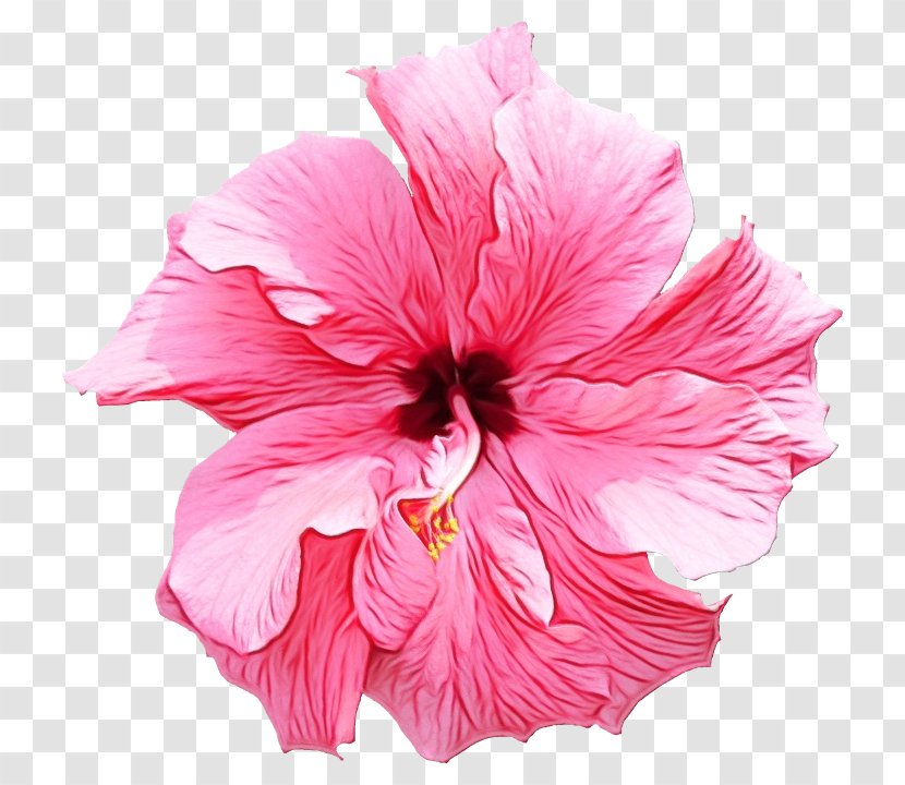 Hibiscus Flower Pink Petal Hawaiian - Plant - Mallow Family Flowering Transparent PNG