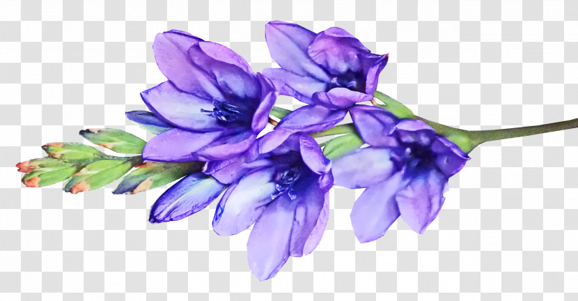 Cut Flowers Hyacinth Petal Viola Flower Transparent PNG