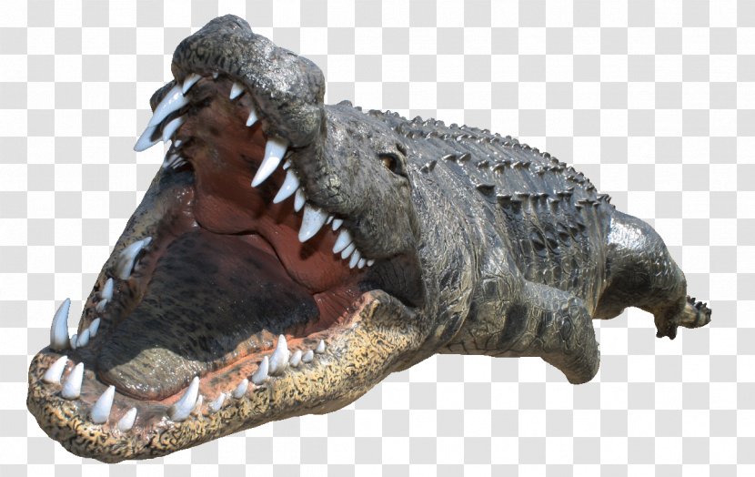 Crocodile Desktop Wallpaper - Reptile - Crocodiles Transparent PNG