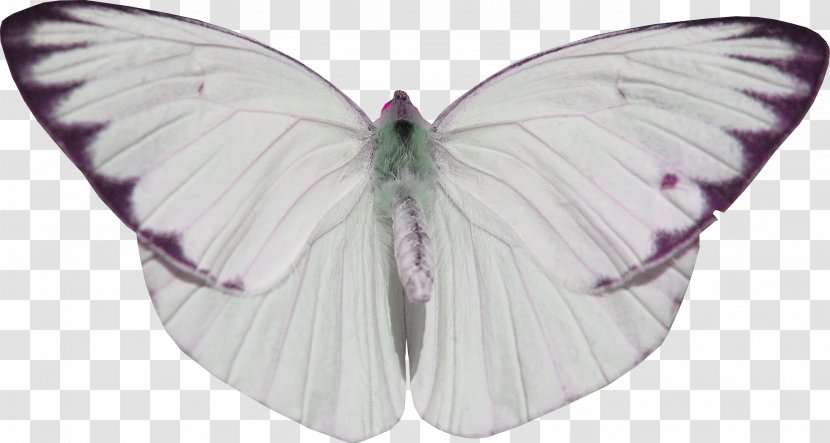 Butterfly Nymphalidae White Transparent PNG
