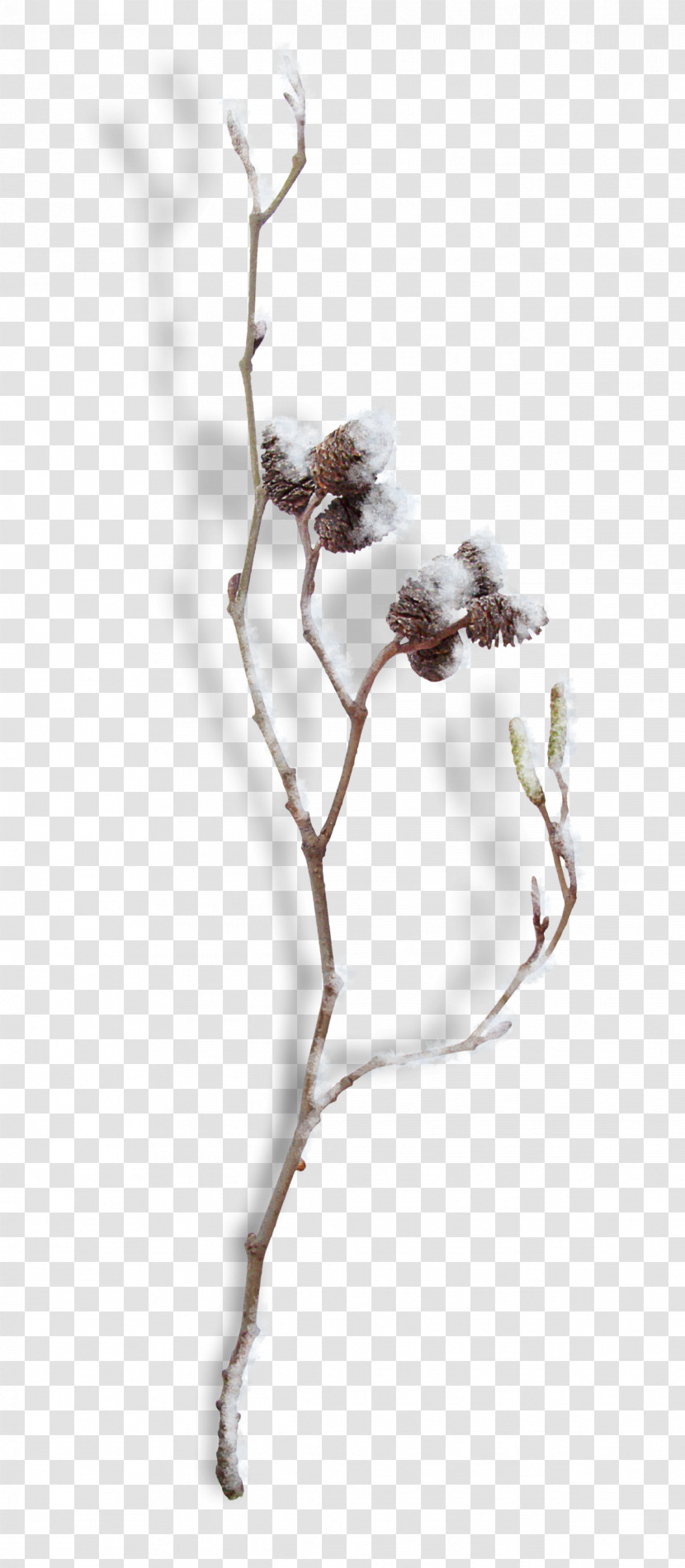 Branch Twig Plant Tree Flower Transparent PNG