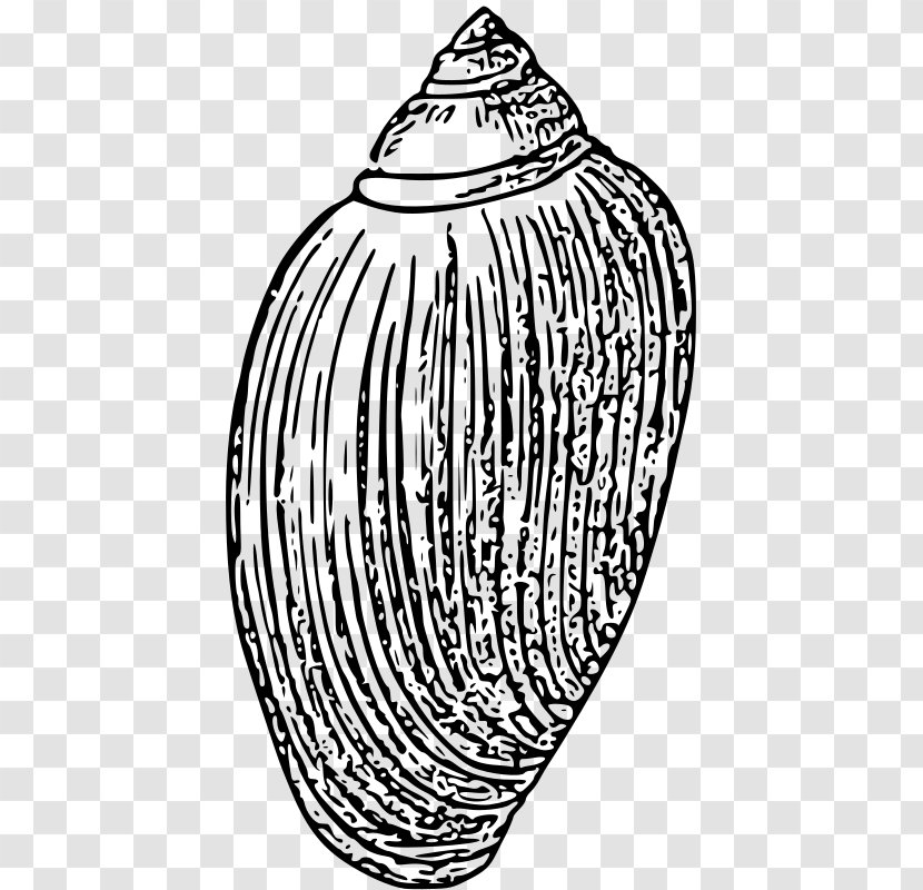 Black And White Invertebrate Seashell Drawing Clip Art - Watercolor Transparent PNG