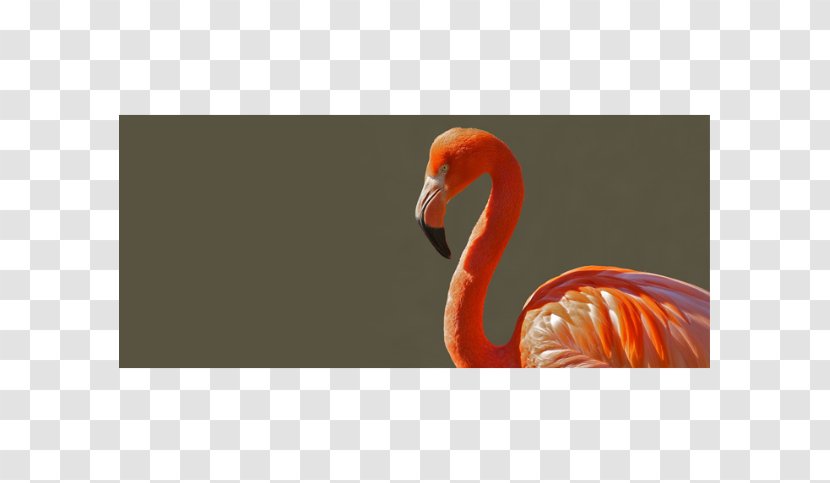 Bird Greater Flamingo Clip Art - Photography - Shopping Shading Transparent PNG