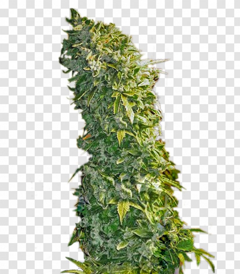 Feminized Cannabis Seed Plant Skunk - Autoflowering - Marijuana Transparent PNG