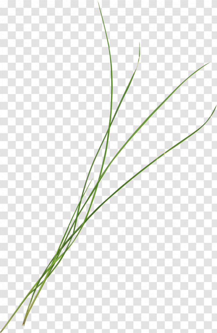 Grasses Google Images - Leaf - Beautiful Green Grass Transparent PNG