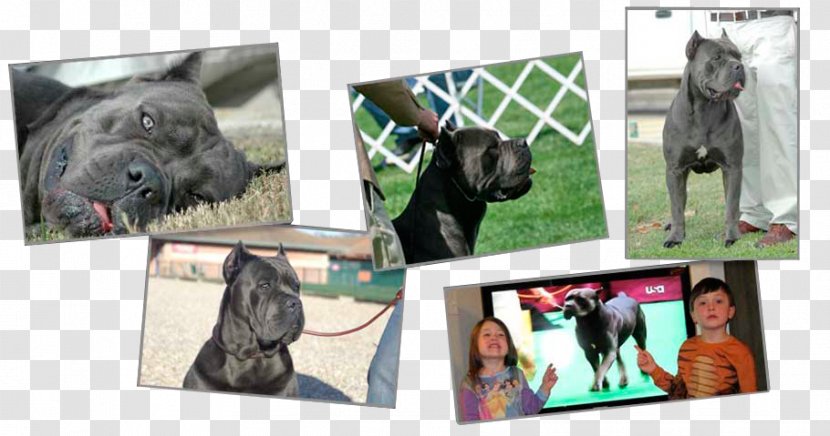 Dog Breed Collage - Cane Corso Transparent PNG