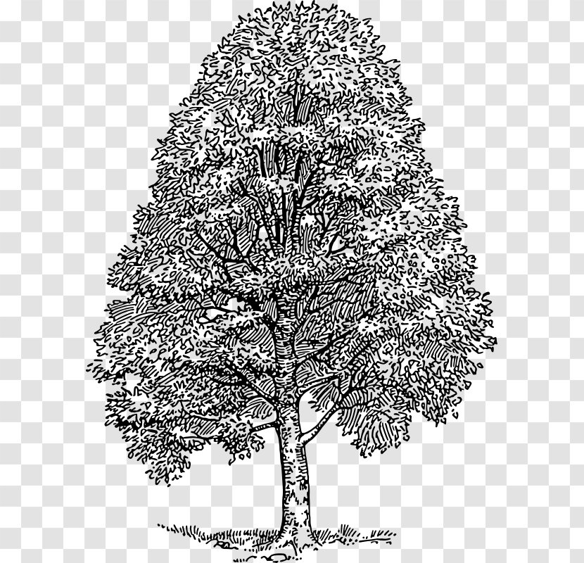 American Beech Drawing Tree Cedar Clip Art Transparent PNG