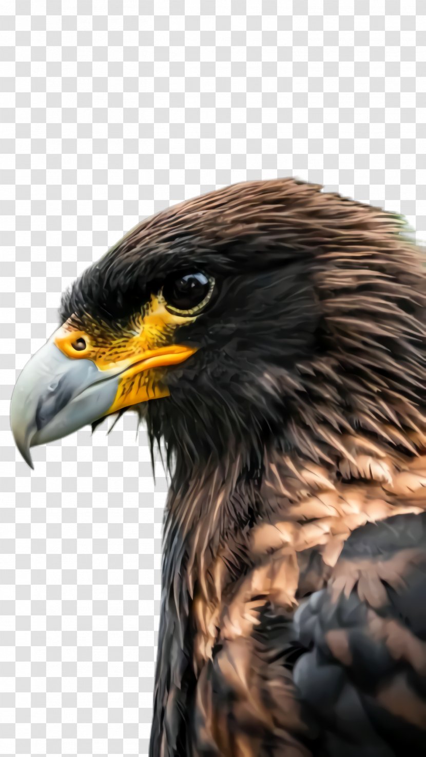 Bird Beak Of Prey Golden Eagle - Accipitridae - Falcon Transparent PNG