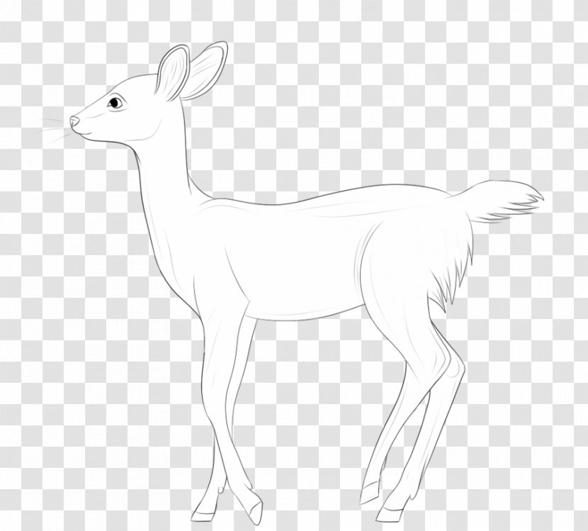 Musk Deers Antelope Hare Line Art - Deer Transparent PNG