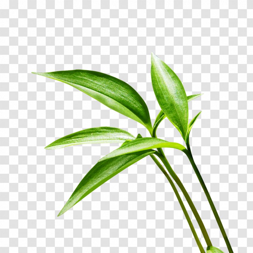 Lucky Bamboo Leaf - Grass - Green Material To Pull Free Transparent PNG