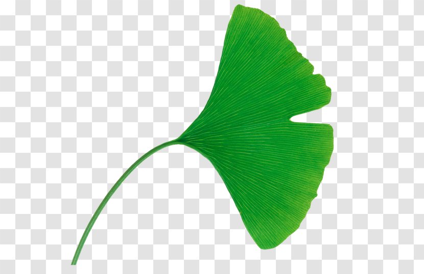 Ginkgo Biloba Tree Leaf Extract Tokyo - Plant Transparent PNG