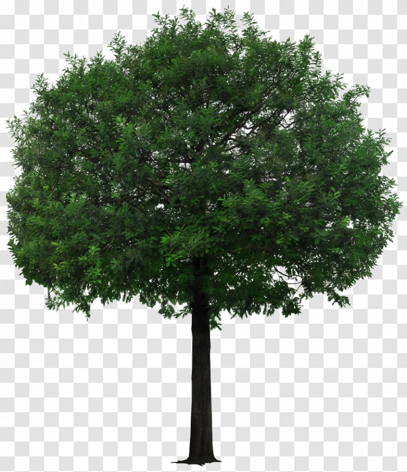 Tree - Evergreen - A Little Tan Picture Material Transparent PNG