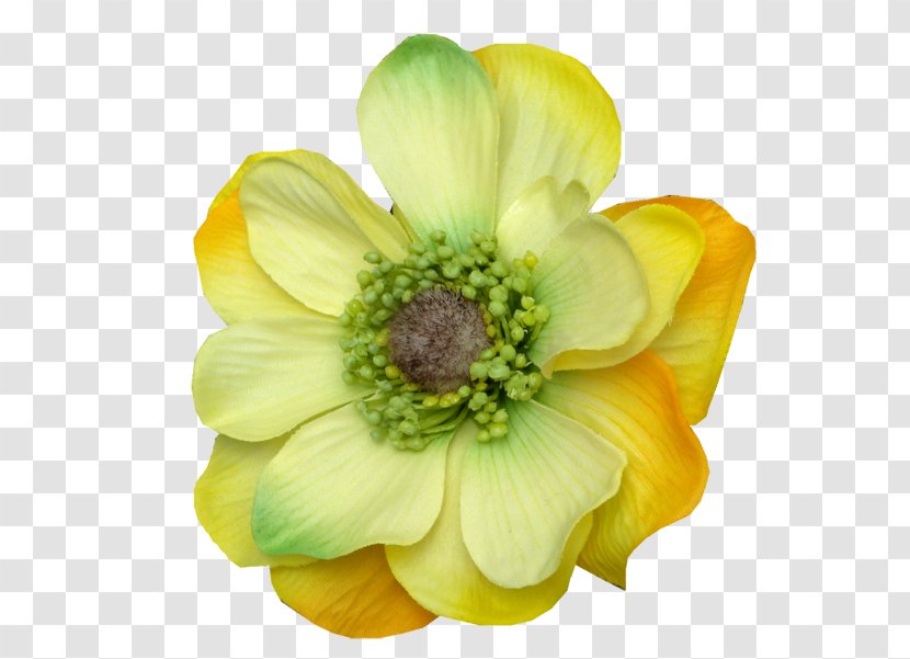 Science Wix.com Imam Cut Flowers - Ayah Transparent PNG