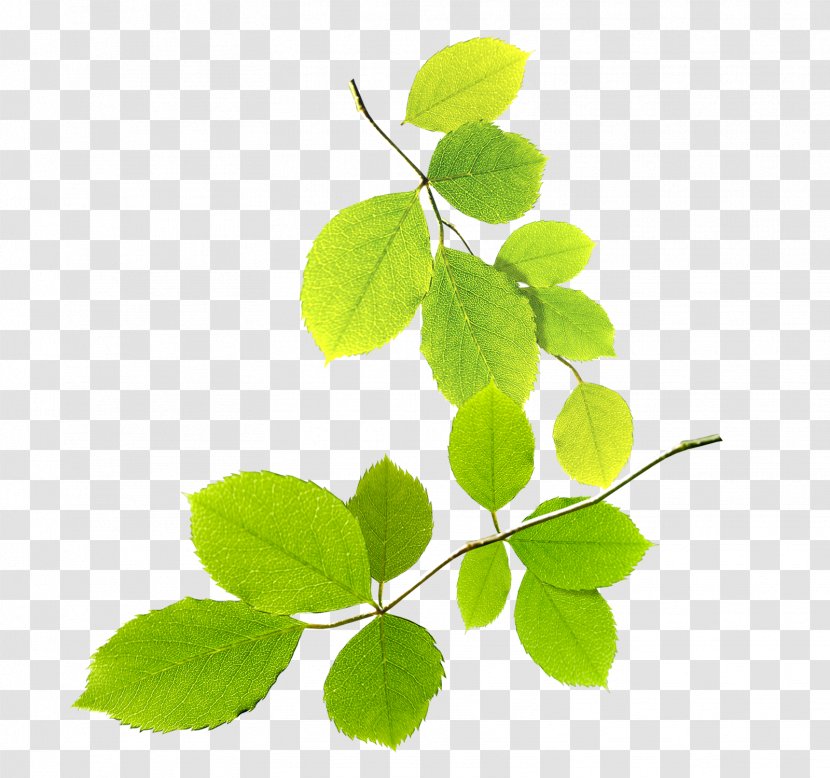 Green Clip Art - Plant - Leaves Transparent PNG