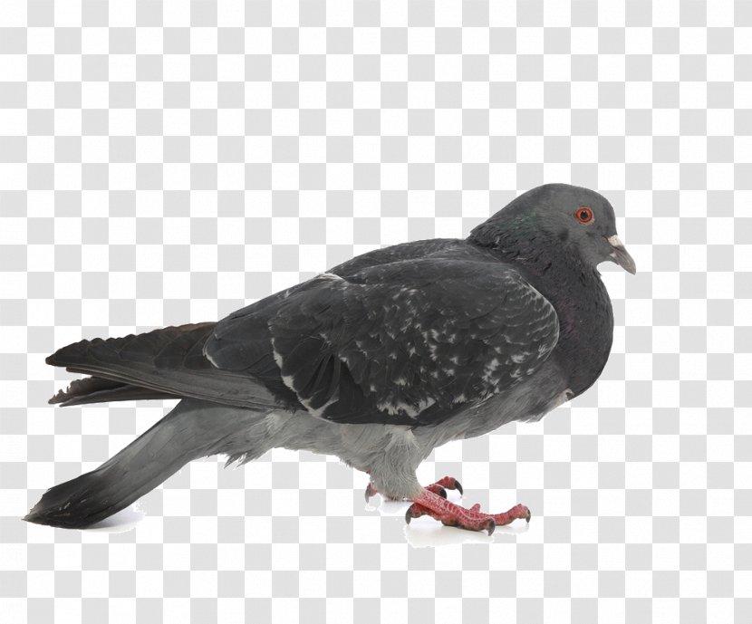 Columbidae Stock Dove Photography - Pigeon Pictures Transparent PNG