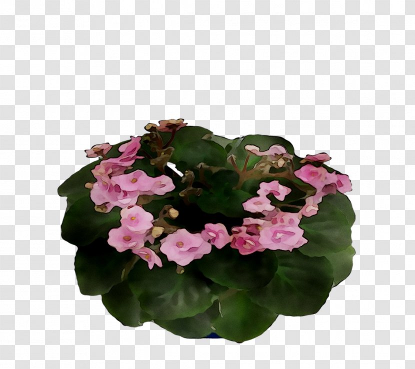 Cut Flowers Annual Plant Herbaceous Violet Pink M - Viola - Petunia Transparent PNG
