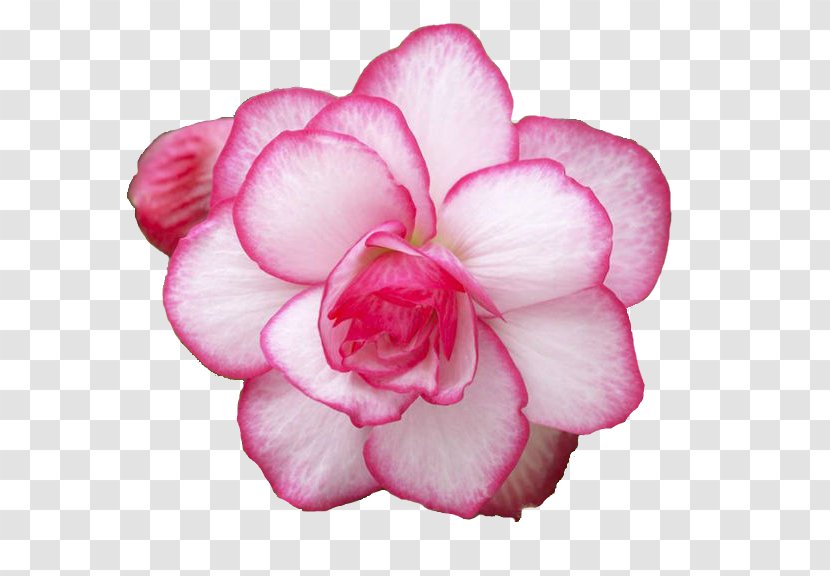 Cut Flowers Rose Plant Begonia - Theaceae - Flower Transparent PNG