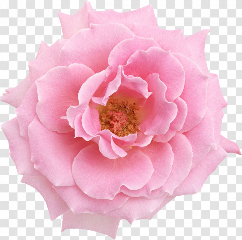 Pink Flowers Oil Painting Rose Transparent PNG