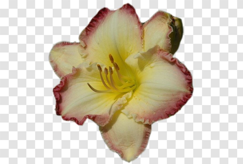 Daylily Clip Art Petal Blog - Love - Daylilies Transparent PNG