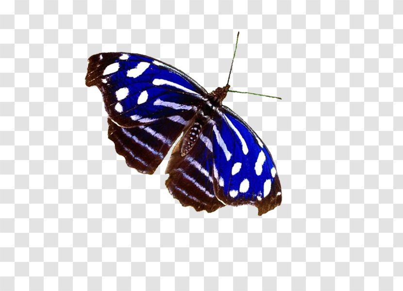 Monarch Butterfly Myscelia Cyaniris Handbag Bluewing Butterflies - Leather - Yn Transparent PNG