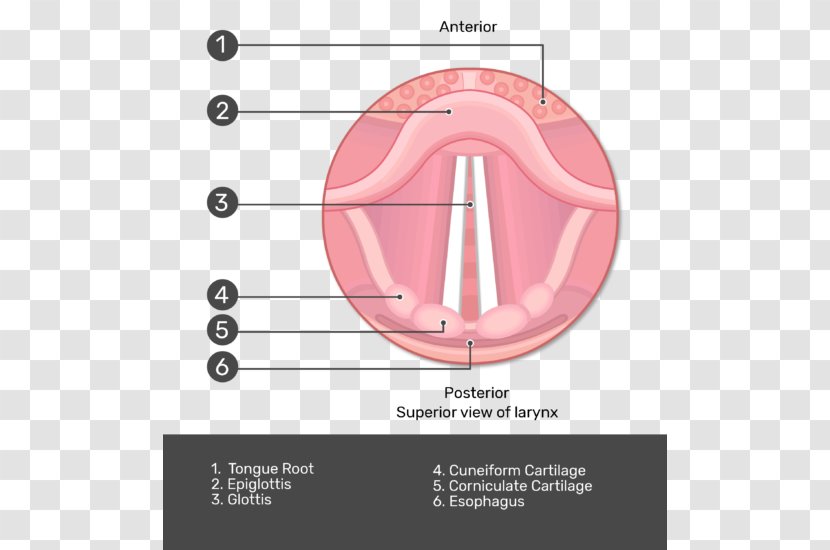 Epiglottis Larynx Vestibular Fold Vocal Folds - Heart - Cords Transparent PNG