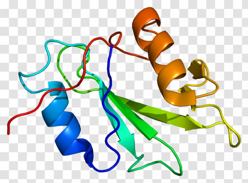 PTK6 Protein Kinase Tyrosine - Area - Organism Transparent PNG