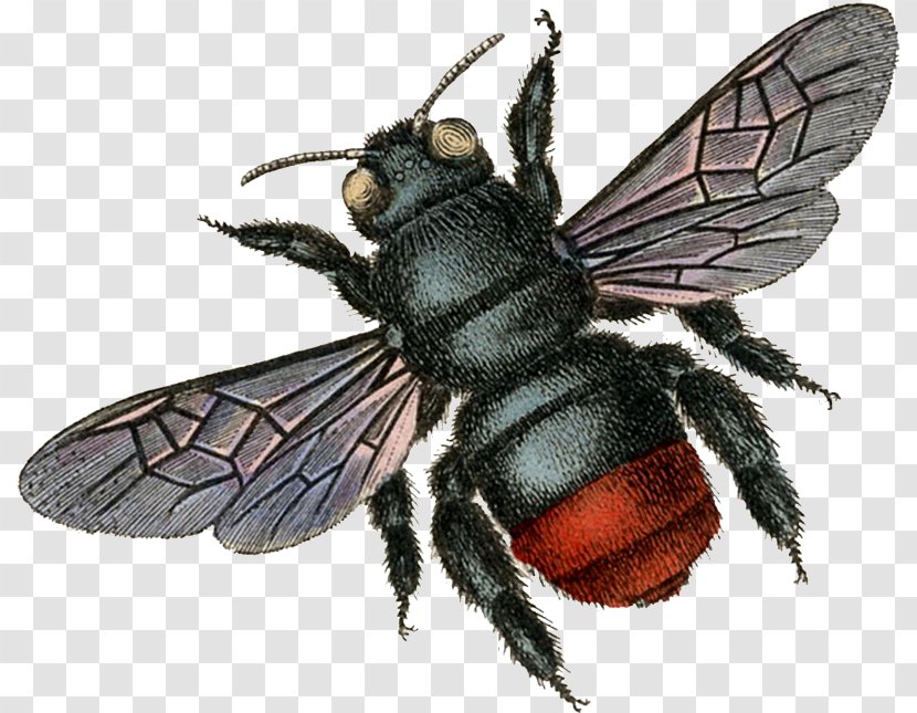 Cartoon Nature Background - Bumblebee - Warble Flies Pollinator Transparent PNG