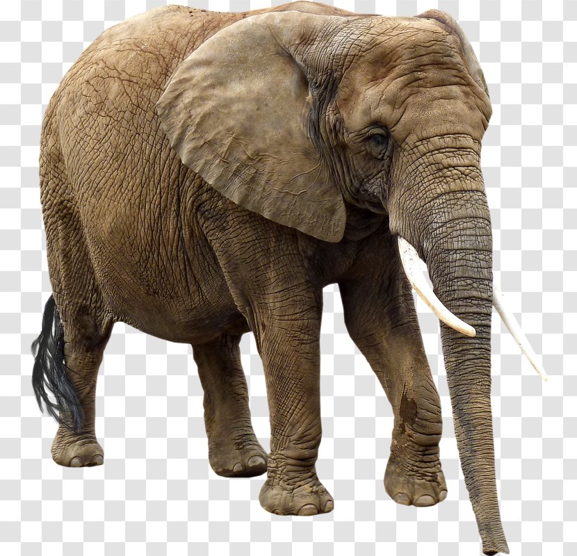 African Elephant Elephantidae - Mammal - Elefante Transparent PNG