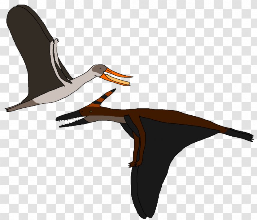 Beak Cygnini Bird Goose Ducks Transparent PNG