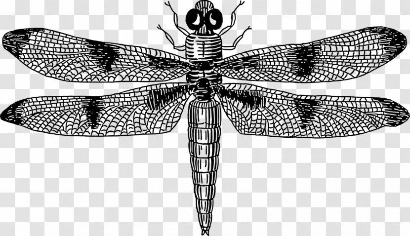 Vector Graphics Clip Art Dragonfly Insect Euclidean - Entomology Transparent PNG