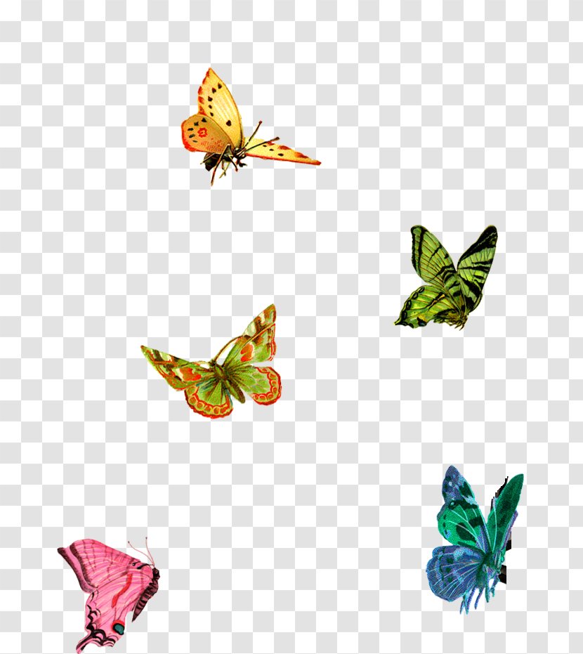 Nymphalidae Butterfly Paisley Clip Art - Drawing Transparent PNG