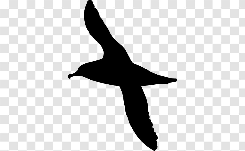 Bird Shy Albatross Chatham - Seabird Transparent PNG