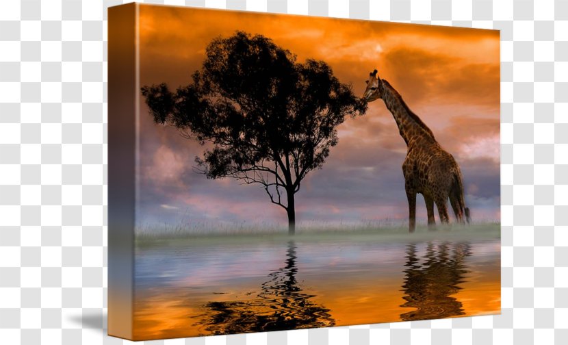 Giraffe Photography Art Canvas Print Photographer - Anthony Davis Transparent PNG