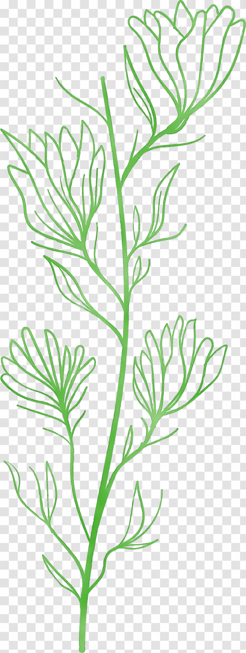 Plant Stem Twig Leaf Line Art Subshrub Transparent PNG