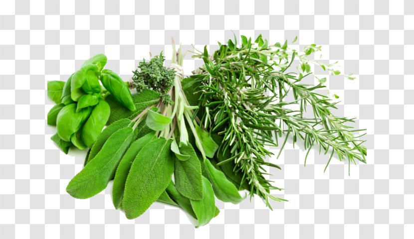 Plant Flower Leaf Herb Curry Tree - Herbal Fines Herbes Transparent PNG