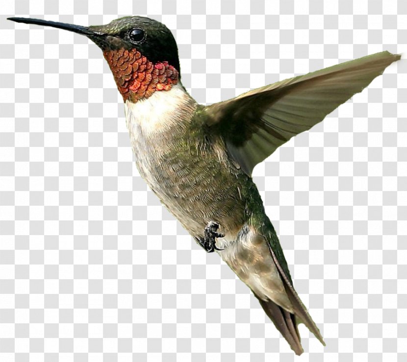 Hummingbird Clip Art - Beak - Bird Transparent PNG