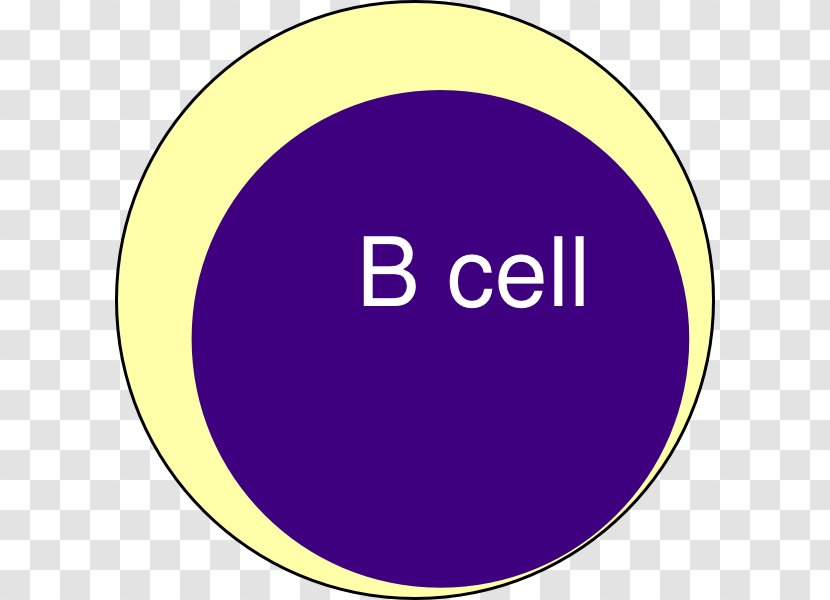 B Cell Plasma Blood Clip Art - Area - Cartoon Transparent PNG