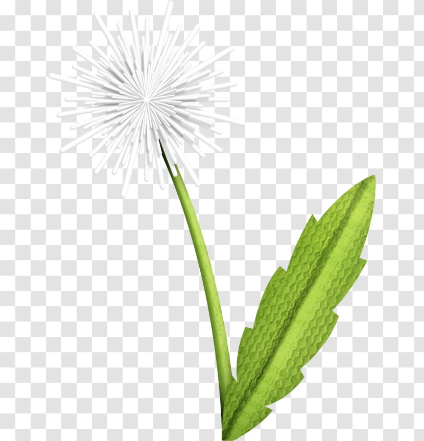 Common Dandelion Green - Petal Transparent PNG