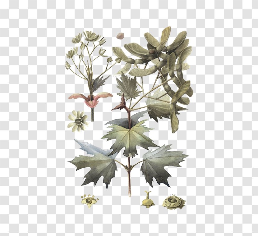 Twig Plant Stem Leaf Flowering - Plane - Norway Maple Acer Platanoides Transparent PNG