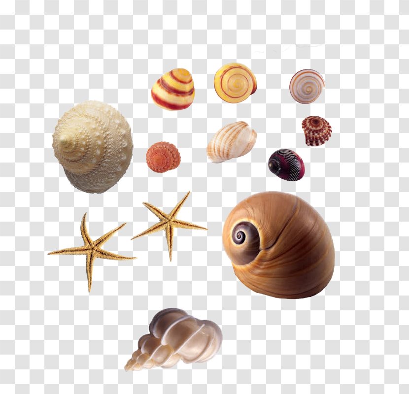 Seashell Animal Sea Snail - Gratis - Conch Transparent PNG