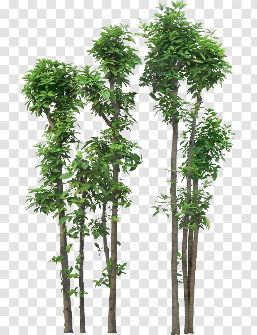 Shrub Tree Rendering Clip Art - Evergreen Transparent PNG